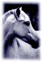 2horse.JPG (8307 bytes)